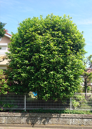 �L�����N�Z�C����O