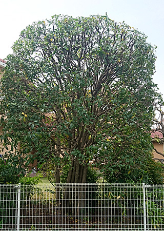 �L�����N�Z�C�����