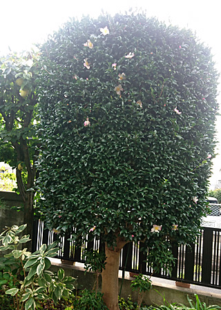 �c�o�L����O