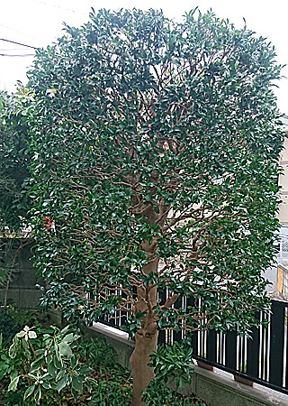 �c�o�L�����