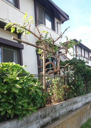 �x�����t��