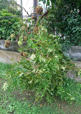 �m�E�[���J�Y���|��