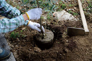 �A�؉Ԗ�A��